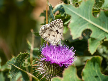 Close-up of butterfly pollinating on purple flower