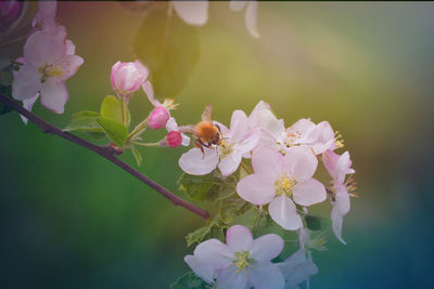 Close-up of bee pollinating on pink flower