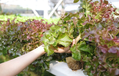 Close-up of hand holding flowering plant