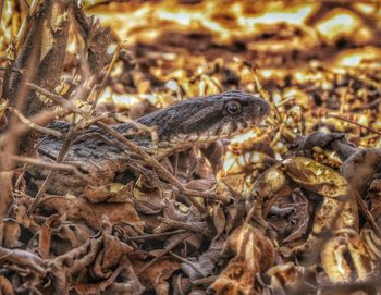Close-up of crab on field