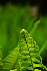 Close-up of fern leaves