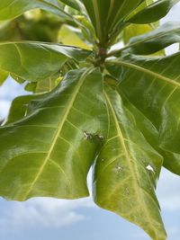 Close-up of green leaves on plant