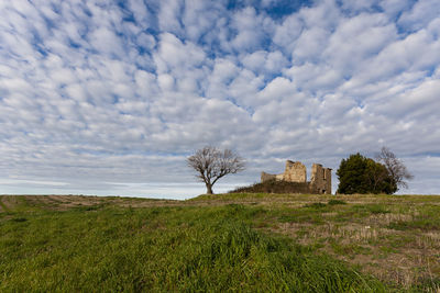 Plants growing on field against sky  with ruin