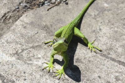 High angle view of lizard