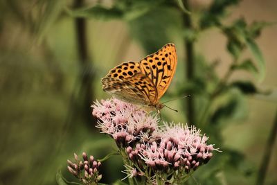 Butterfly pollinating on flower