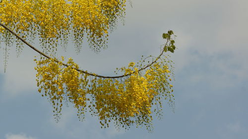 Low angle view of autumn tree against sky