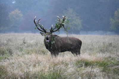 Deer in a field