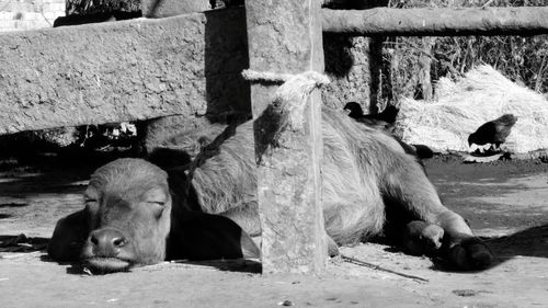 Horse on field in zoo