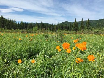Close-up of poppies growing on field against sky