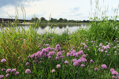 Close-up of flowers growing in lake