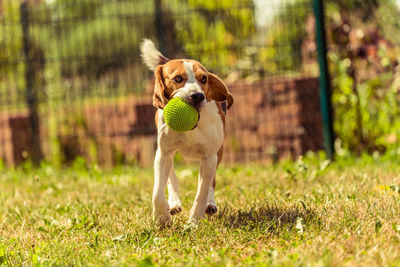 Portrait of dog running on grass