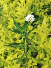 Close-up of flower blooming outdoors