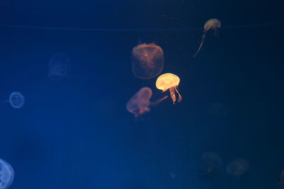 Jellyfish swimming in sea