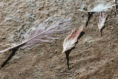 High angle view of lizard on wood