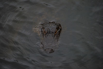 Alligator in lake