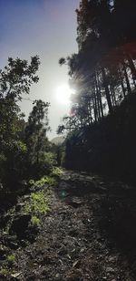 Low angle view of trees against sky in forest