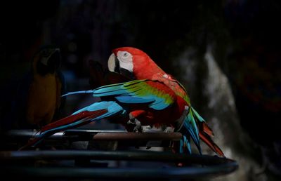 bird