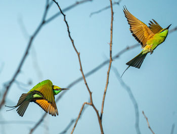 Pair of green bee eaters in action 