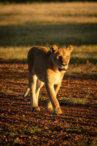 Lioness walking down sandy track with cub