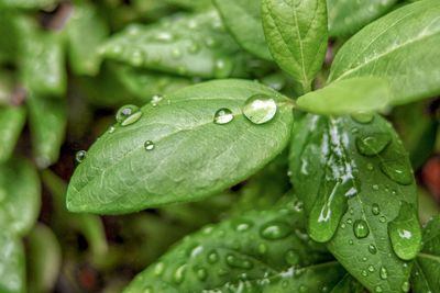 Close-up of raindrops on leaves