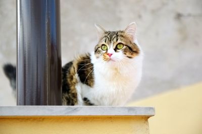 Portrait of cat sitting by window