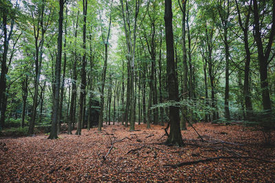 Trees growing in forest