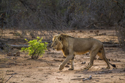 Lion walking on land