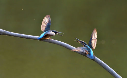 Bird flying