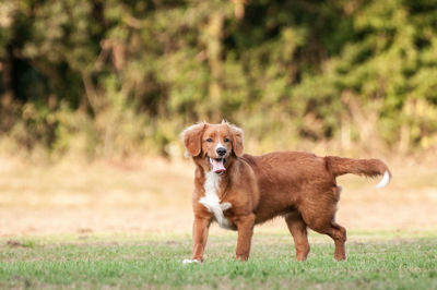 Portrait of golden retriever on grass