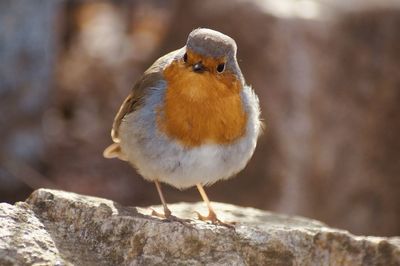 Close-up of bird perching on rock