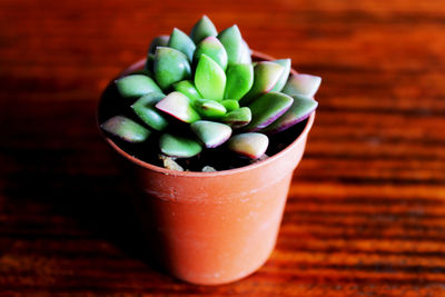 High angle view of succulent plant on table