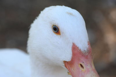 Close-up of bird outdoors