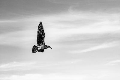 Low angle view of bird flying against sky
