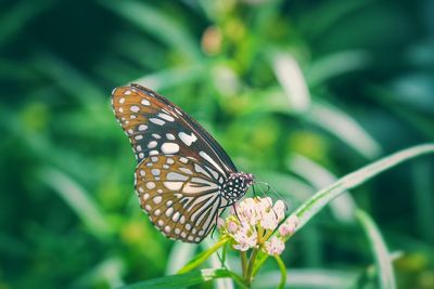 Close-up of butterfly pollinating on flower