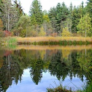 Reflection of trees in calm lake