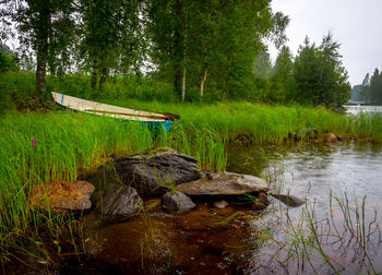 Scenic view of lake in forest