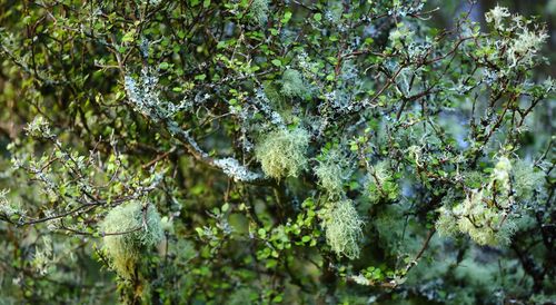 Close-up of plants in forest