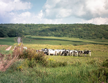 Sheep grazing on field against sky