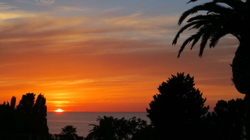 Silhouette trees against orange sky during sunset