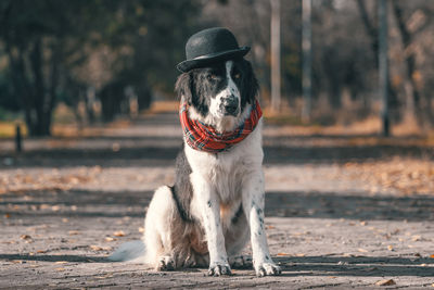 Dog running on road