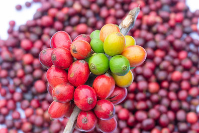 Close-up of cherries growing on plant