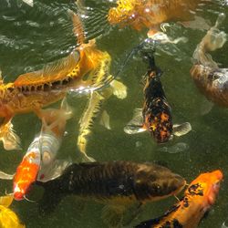 Fish swimming in sea