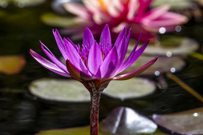 Close-up of water lily in lake