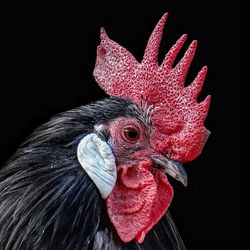 Close-up of rooster against black background