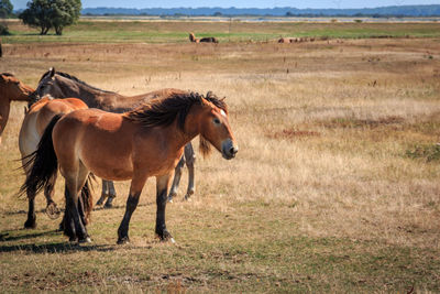 Side view of horses on field