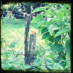 Plants growing on a tree