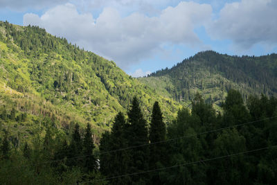 Scenic view of forest against sky