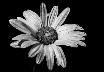 Close-up of white flower against black background