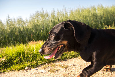 Close-up of a dog on field