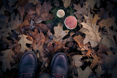 Low section of man with autumn leaves and mushroom